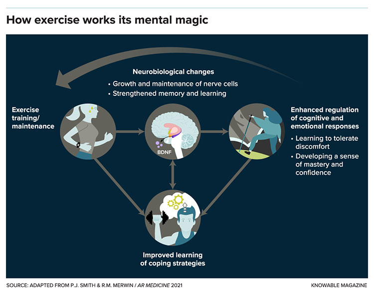 connection between physical exercise and brain health